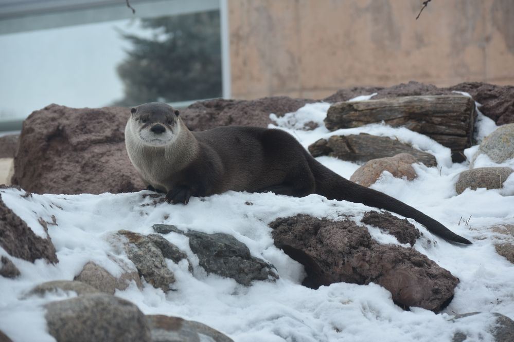 An otter at Red River Zoo.