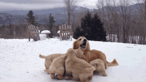 giphy-downsized (1).gif