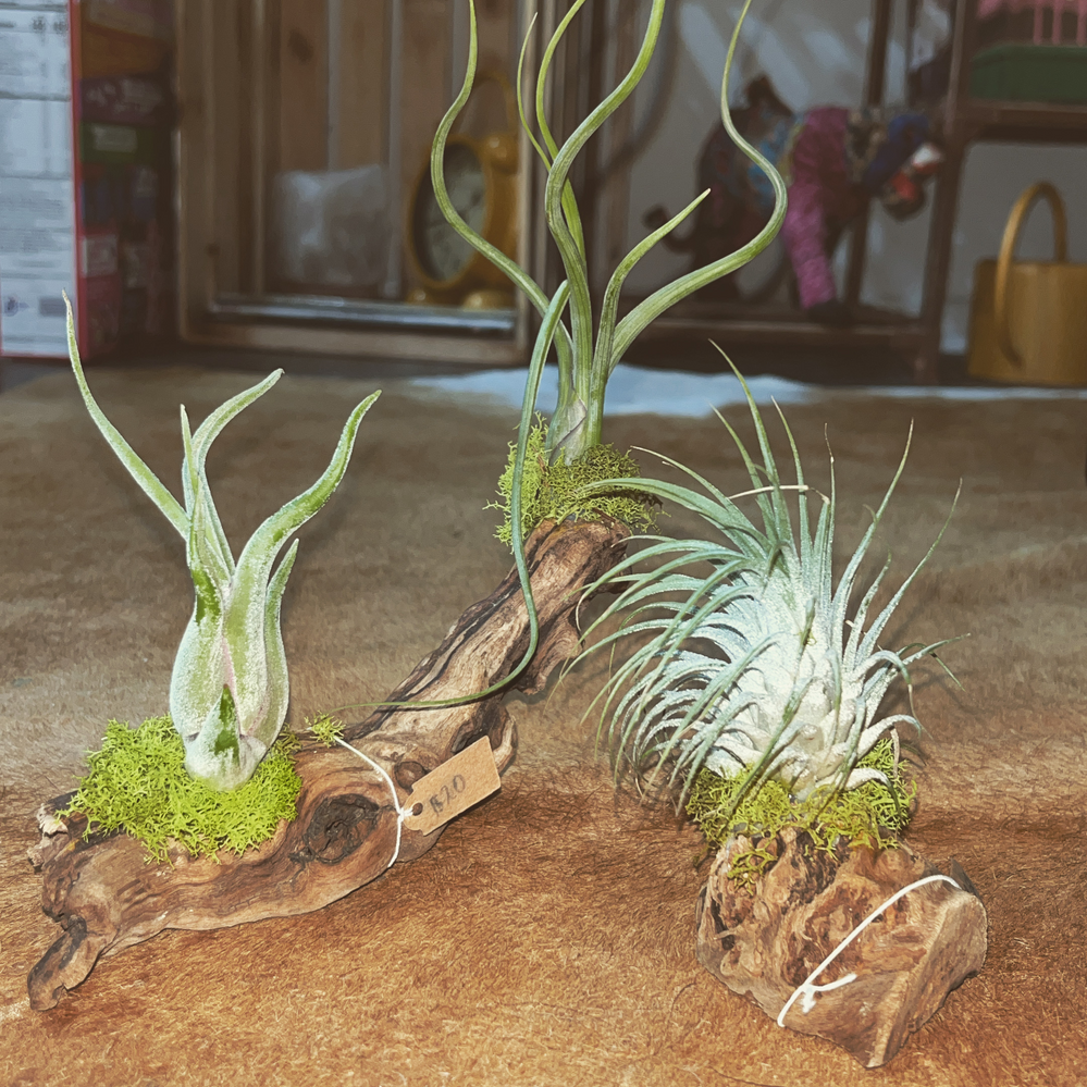 air plant driftwood pieces