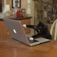 cat_work_giphy.gif