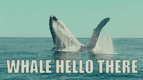whale hello there.gif